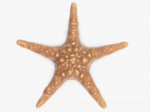 Sea star on ground 3D Модель