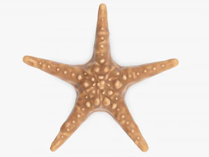 Sea star on ground 3D Model