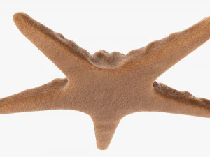 Sea star on ground 3D Model
