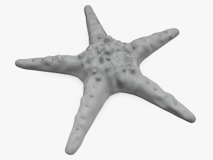 Sea star on ground 3D Модель