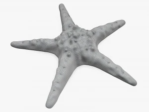 Sea star on ground 3D Model