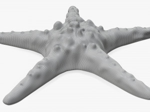 Sea star on ground 3D Модель