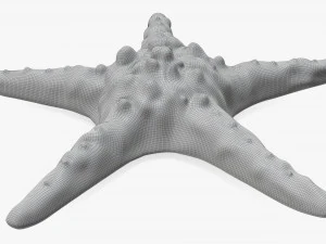 Sea star on ground 3D Model