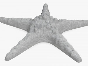 Sea star on ground 3D Модель