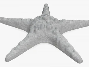 Sea star on ground 3D Model