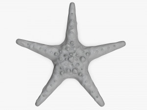 Sea star on ground 3D Модель