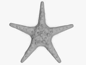 Sea star on ground 3D Model