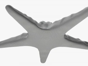 Sea star on ground 3D Model