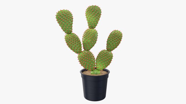 Cactus in black plastic pot Modelo 3D .c4d .max .obj .3ds .fbx .stl .blend 