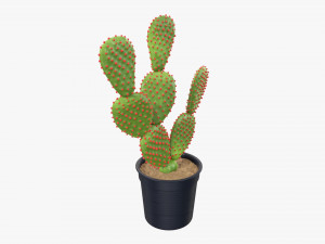 Cactus in black plastic pot Modelo 3D