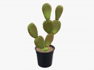 Cactus in black plastic pot Modelo 3D