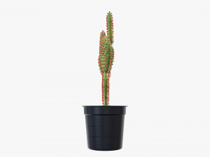 Cactus in black plastic pot Modelo 3D