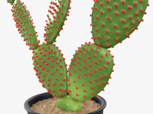 Cactus in black plastic pot Modelo 3D