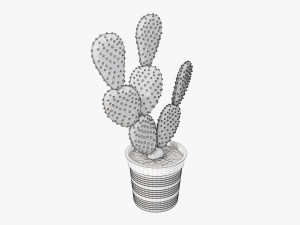 Cactus in black plastic pot Modelo 3D