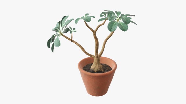 Desert rose or ping bignonia in flowerpot Modelo 3D .c4d .max .obj .3ds .fbx .stl .blend 