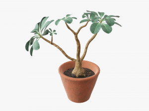 Desert rose or ping bignonia in flowerpot Modelo 3D