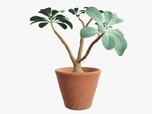 Desert rose or ping bignonia in flowerpot Modelo 3D
