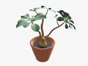 Desert rose or ping bignonia in flowerpot Modelo 3D