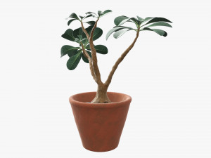 Desert rose or ping bignonia in flowerpot Modelo 3D