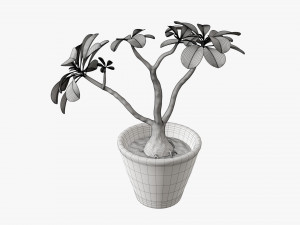 Desert rose or ping bignonia in flowerpot Modelo 3D