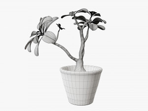 Desert rose or ping bignonia in flowerpot Modelo 3D