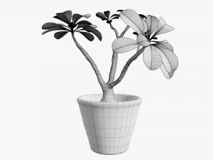 Desert rose or ping bignonia in flowerpot Modelo 3D