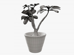 Desert rose or ping bignonia in flowerpot Modelo 3D