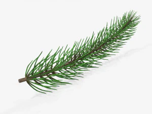 Fir tree branch 01 3D Model