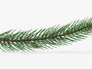 Fir tree branch 01 Modèle 3D