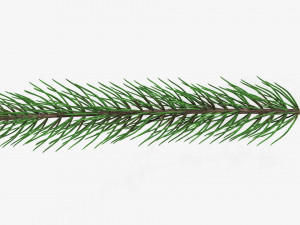 Fir tree branch 01 Modèle 3D