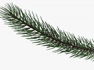 Fir tree branch 01 3D Model