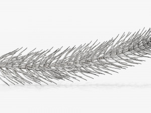Fir tree branch 01 Modèle 3D