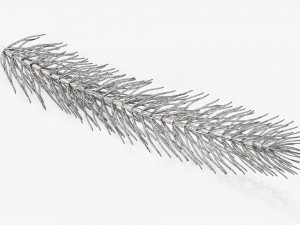 Fir tree branch 01 Modèle 3D