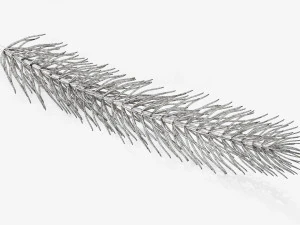 Fir tree branch 01 3D Model