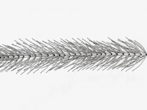 Fir tree branch 01 Modèle 3D
