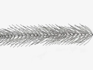 Fir tree branch 01 3D Model