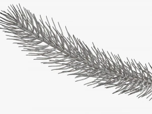 Fir tree branch 01 3D Model