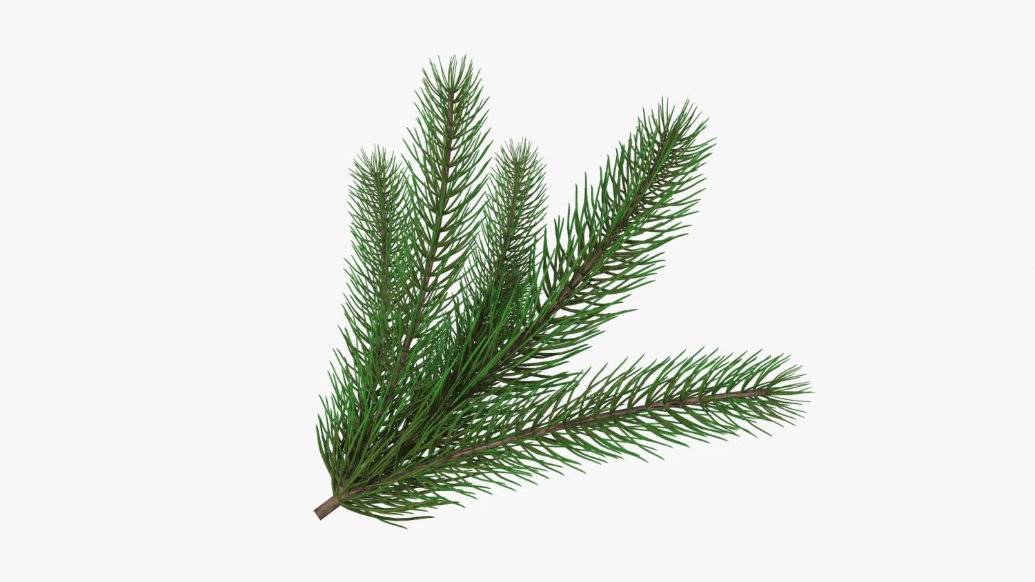 Fir tree branch 02 3D Model .c4d .max .obj .3ds .fbx .stl .blend 