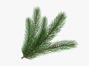 Fir tree branch 02 3D Model