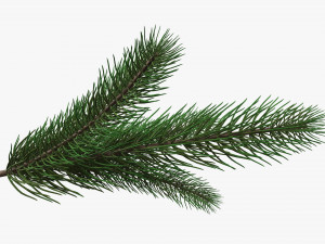Fir tree branch 02 Modello 3D