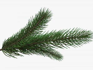Fir tree branch 02 3D Model