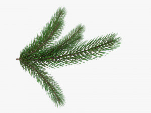 Fir tree branch 02 Modello 3D