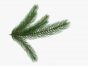 Fir tree branch 02 3D Model
