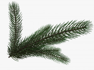 Fir tree branch 02 Modello 3D