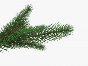 Fir tree branch 02 Modello 3D