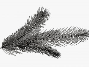 Fir tree branch 02 Modello 3D
