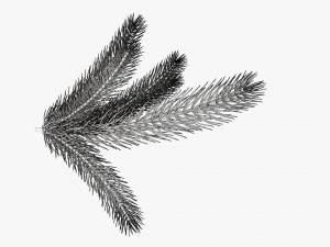 Fir tree branch 02 Modello 3D