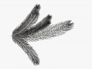 Fir tree branch 02 3D Model