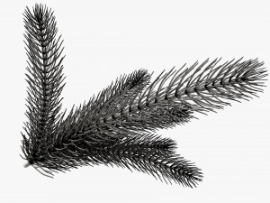 Fir tree branch 02 Modello 3D