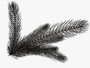Fir tree branch 02 3D Model